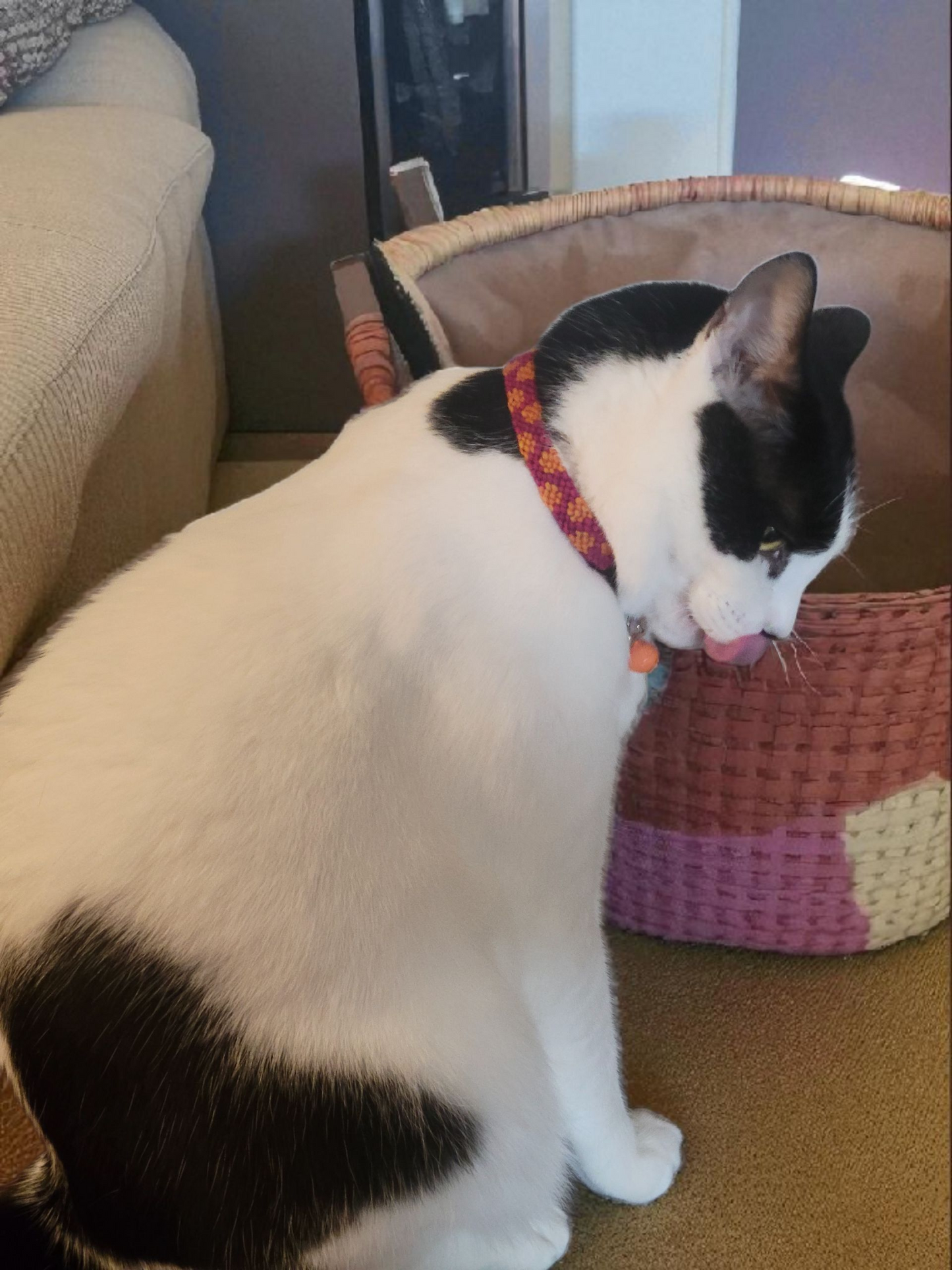 Designer Cat Collar: Woven Breakaway Polka Dots Cat Collars with Charm and Bell, Adjustable 8"-12"[20-30.5cm], Ideal for Girl Cats Male Cats, Kittens Puppies, Made with Soft Cotton, Fits Most Cats,