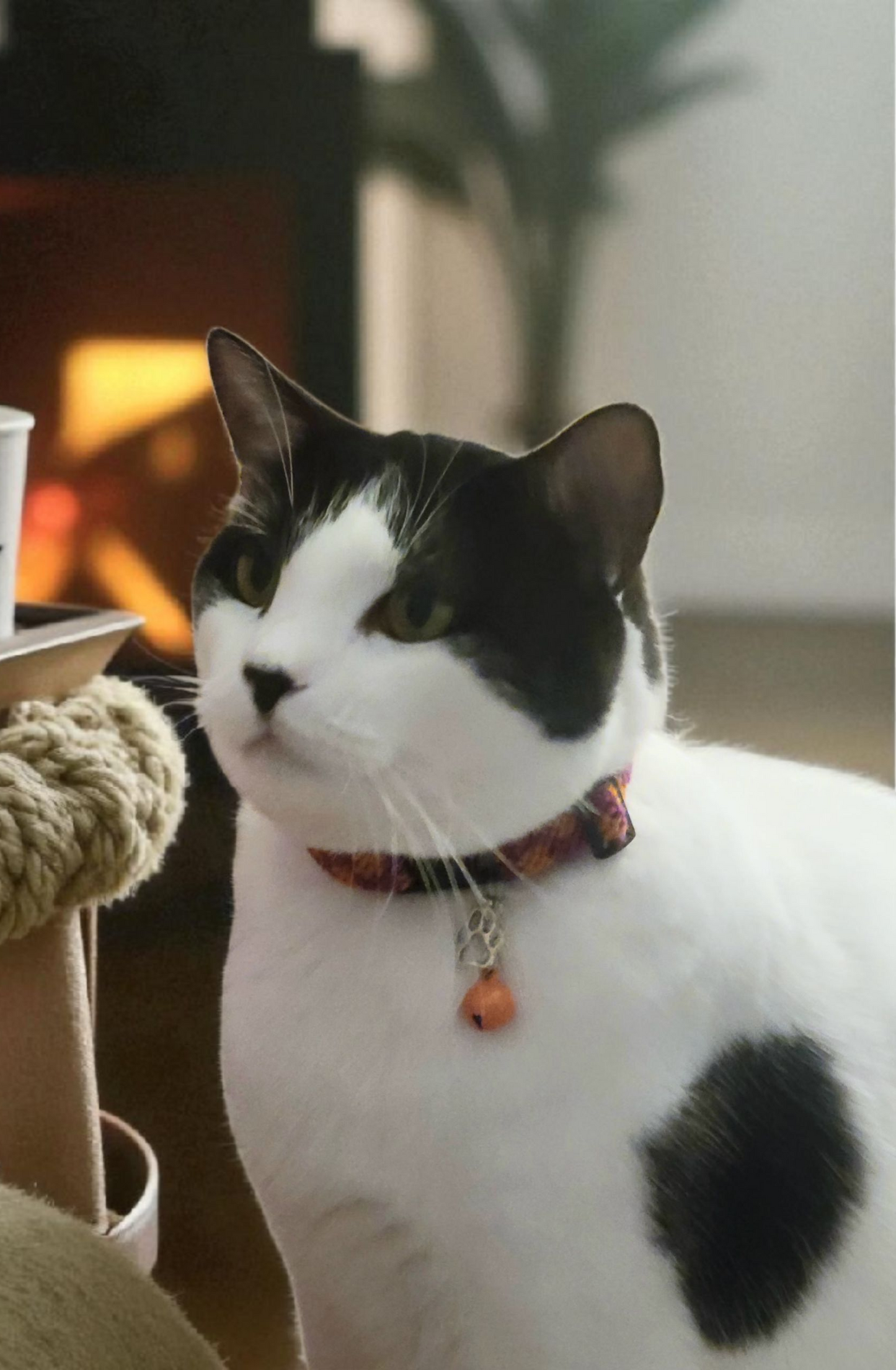 Designer Cat Collar: Woven Breakaway Cat Collars with Charm and Bell, Chevron braid design, Adjustable 8"-12"[20-30.5cm], Ideal for Girl Cats Male Cats, Kittens Puppies, Made with Soft Cotton, Wide variety of colors