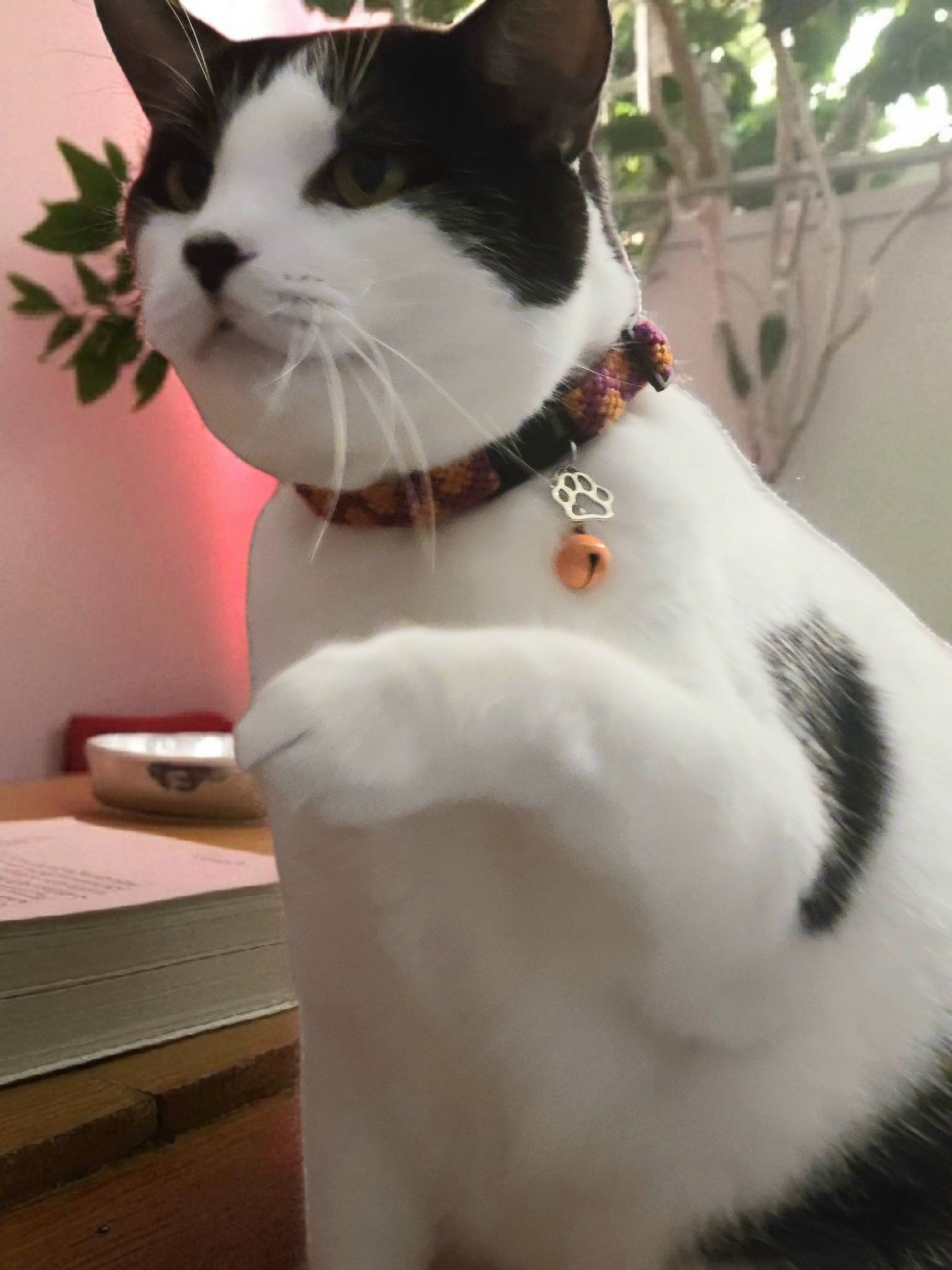 Designer Cat Collar: Woven Breakaway Cat Collars with Charm and Bell, Chevron braid design, Adjustable 8"-12"[20-30.5cm], Ideal for Girl Cats Male Cats, Kittens Puppies, Made with Soft Cotton, Wide variety of colors