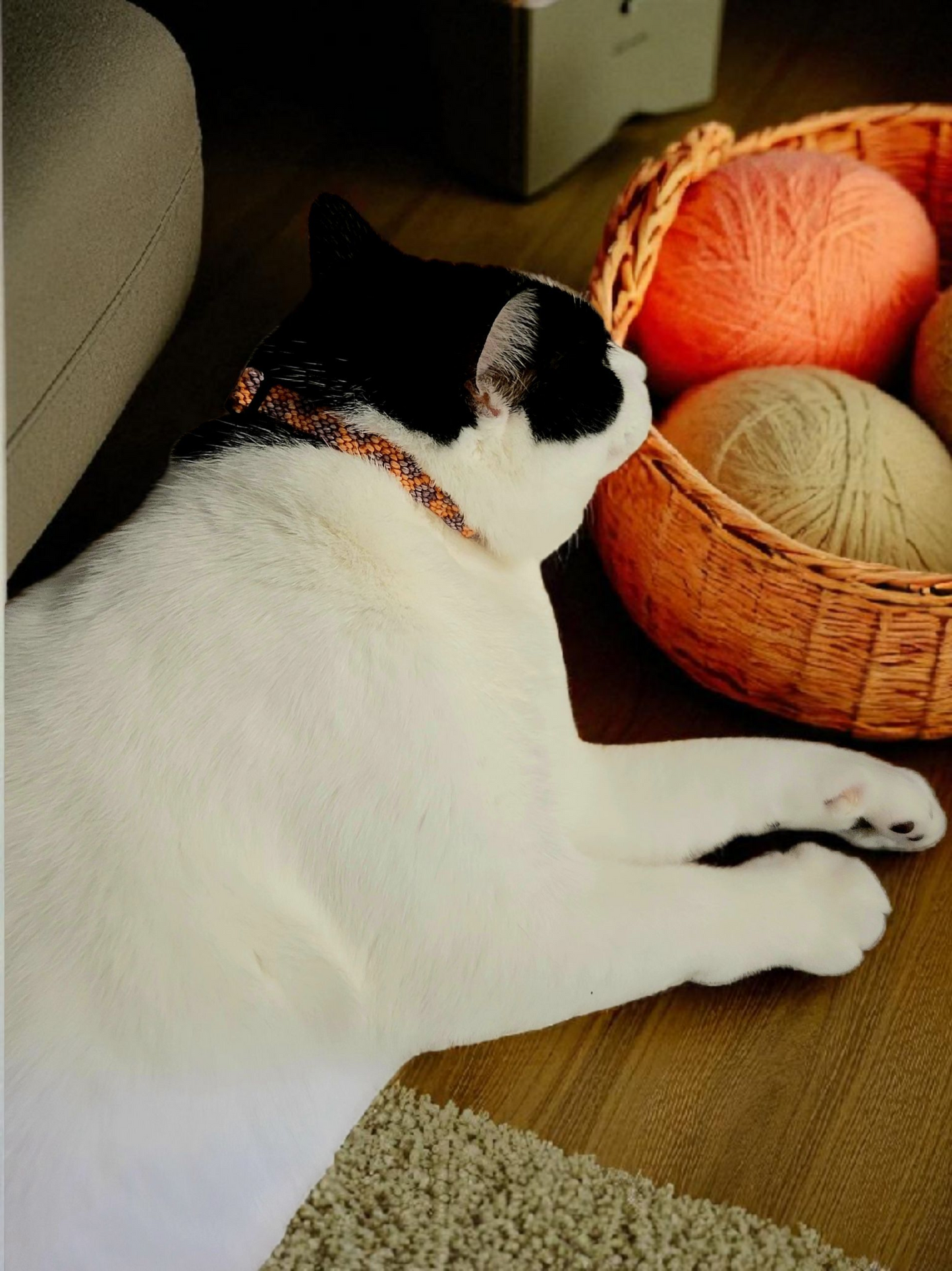 Designer Cat Collar: Woven Breakaway Cat Collars with Charm and Bell, Chevron braid design, Adjustable 8"-12"[20-30.5cm], Ideal for Girl Cats Male Cats, Kittens Puppies, Made with Soft Cotton, Wide variety of colors